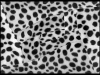 vertige-de-dalmatiens