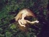 barbie-algues