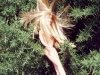 barbie-genets