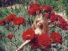 barbieroses