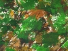 catharsis5site