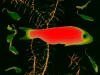 j0021