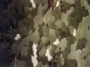 ecorce