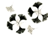 feuilles-ginkgo